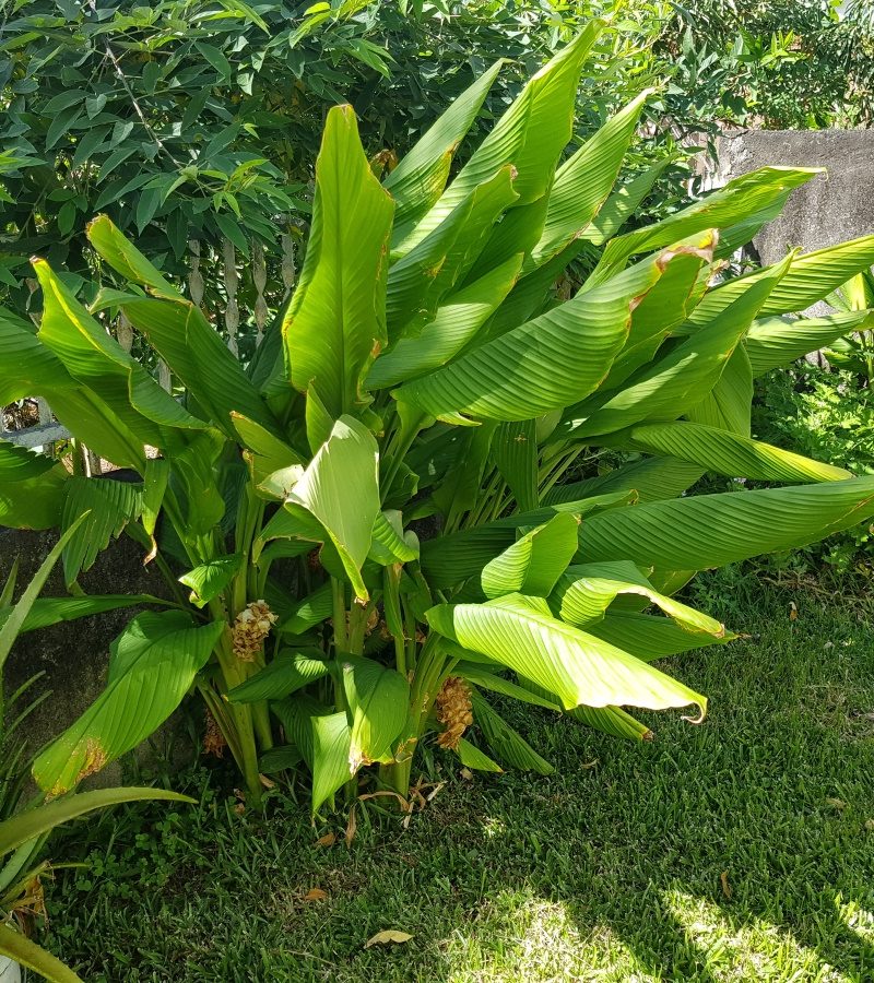 Verveine citronnelle ou Aloysia Triphylla - Aplamedom Réunion