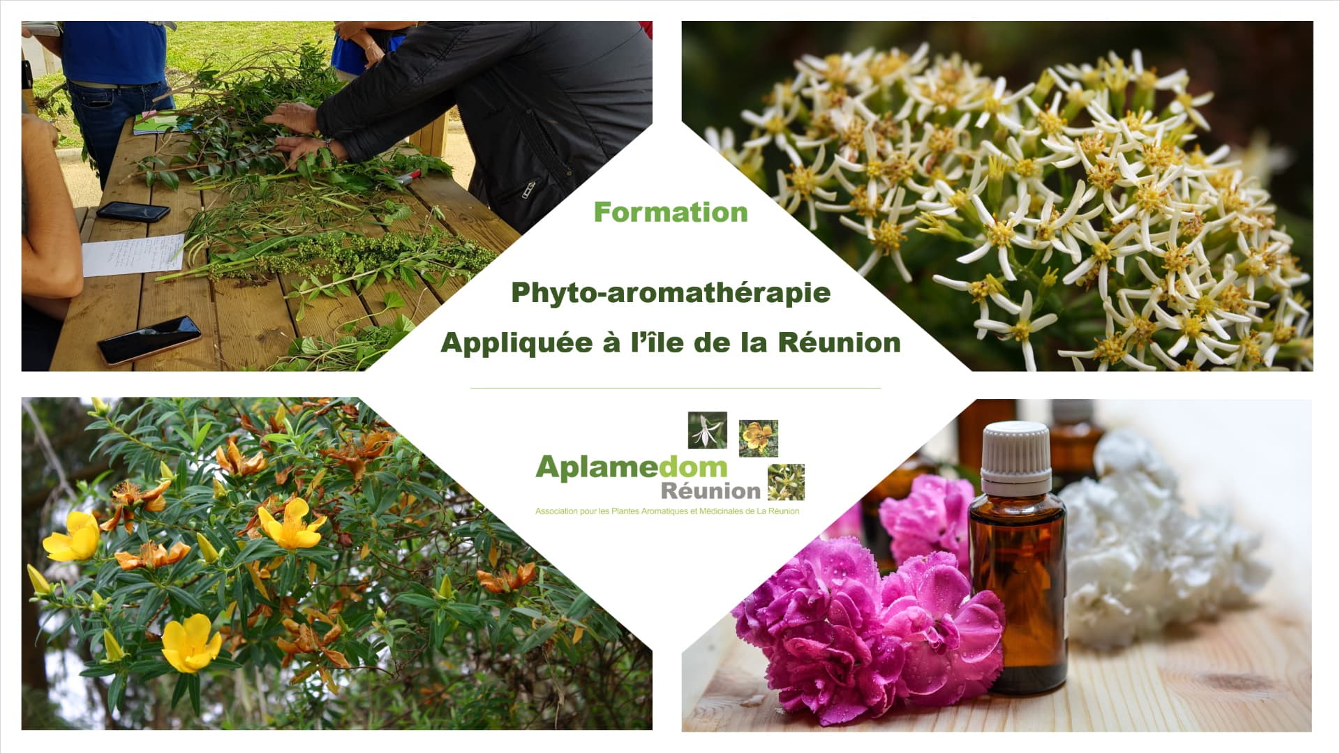 Formation en Phyto-aromathérapie appliquée à l’île de la Réunion